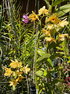 Rare orchid species seedling Dendrobium Gouldii 